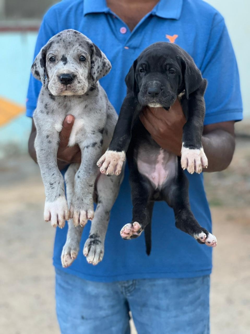 Buy lovable Great Dane Puppy from Bangalore